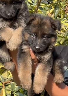 Purchase Male & Female German Shepherd Puppies Available For Sale.
