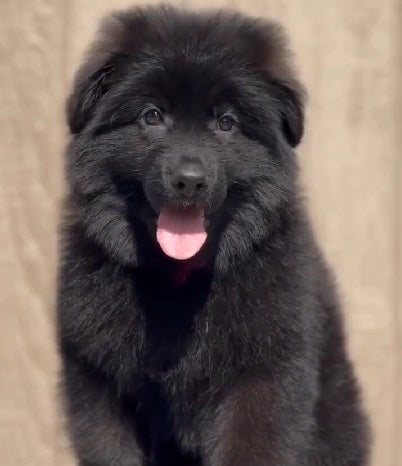 Male & Female German Shepherd Puppies Available For Sale.
