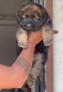 Standard Coat German Shepherd Puppies Available In Pune.
