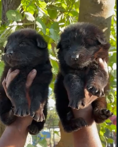 Two Male German Shepherd Puppies Available For Sale.
