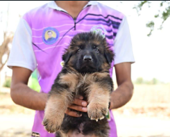 Buy Black & Tan Colored German Shepherd Puppy From Pune.