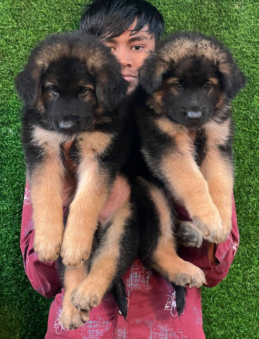 Double Coat Male & Female Puppy Available In Pune.