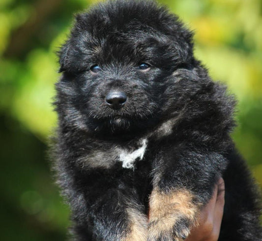 Purchase trainable male & female german shepherd puppies form hyderabad.
