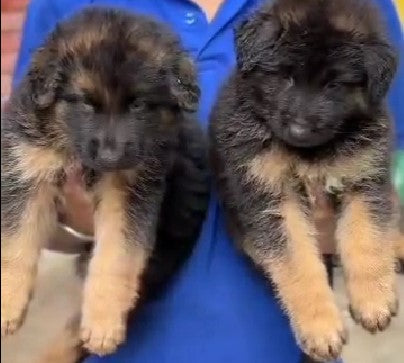 We have german shepherd male price range starts from Rs.25,000.
