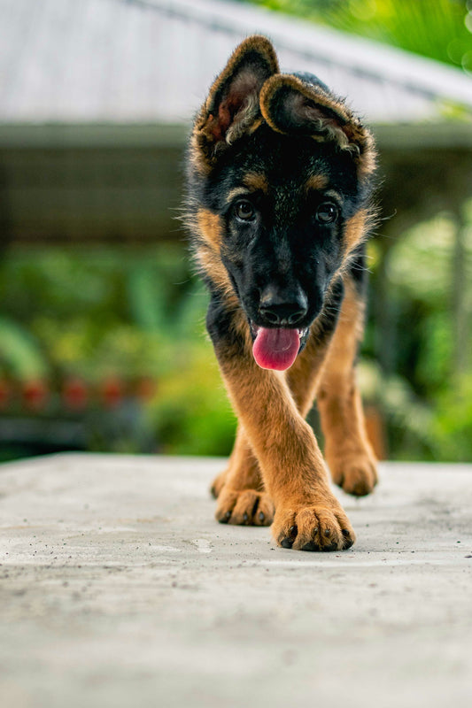 German Shepherd