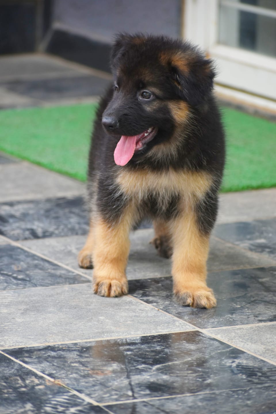 Purchase trainable male & female german shepherd puppies form jaipur.
