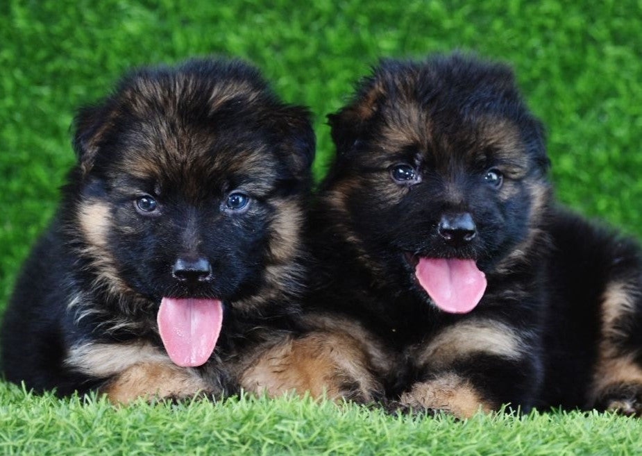 Get male & female german shepherd puppies from chennai.
