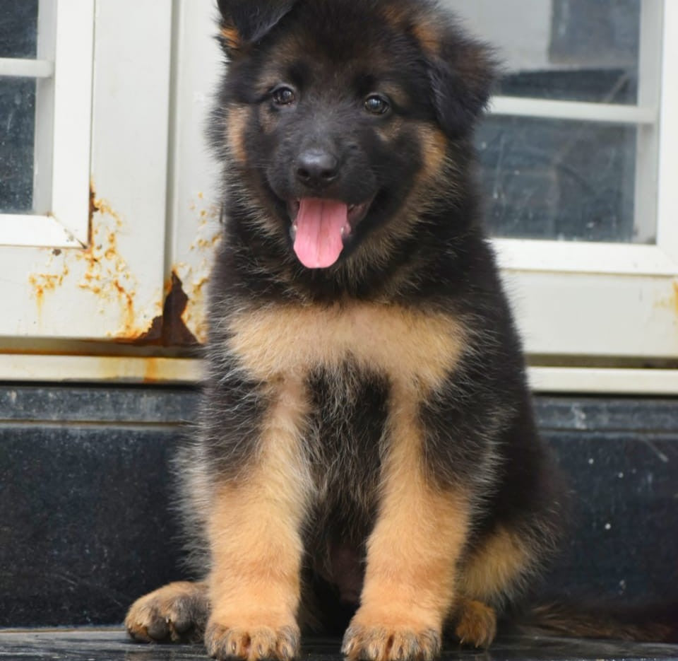 Get german shepherd male & female puppies from chennai at best quality.
