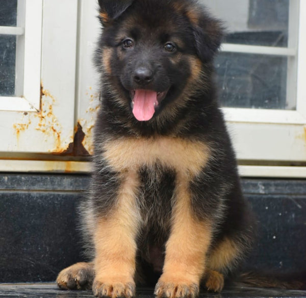 Get german shepherd male & female puppies from chennai at best quality.
