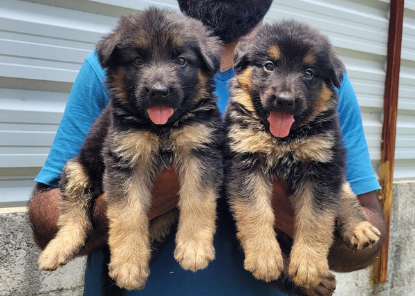 Get male & female german shepherd puppies from chennai.
