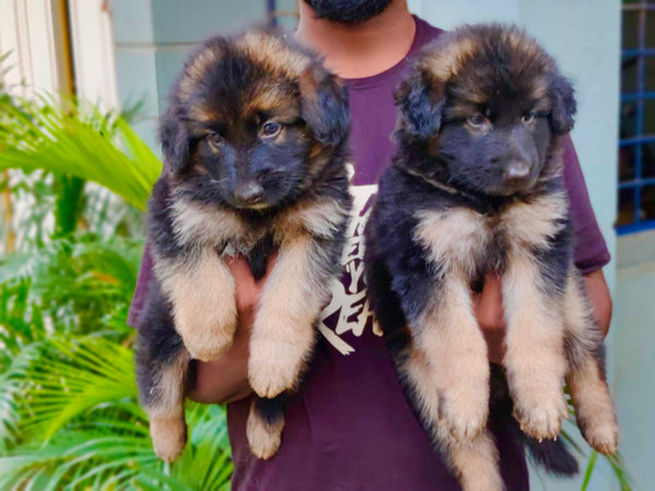 Buy male german shepherd puppies from chennai.
