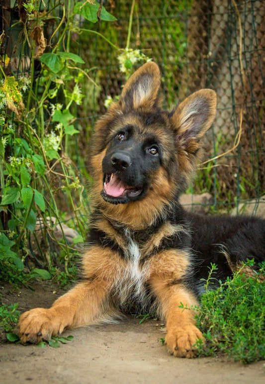 German Shepherd