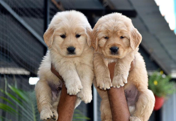 Buy male golden retriever puppies at best quality from vizag.
