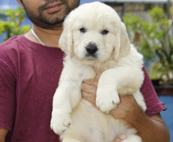 Purchase golden retriever puppies from vizag.
