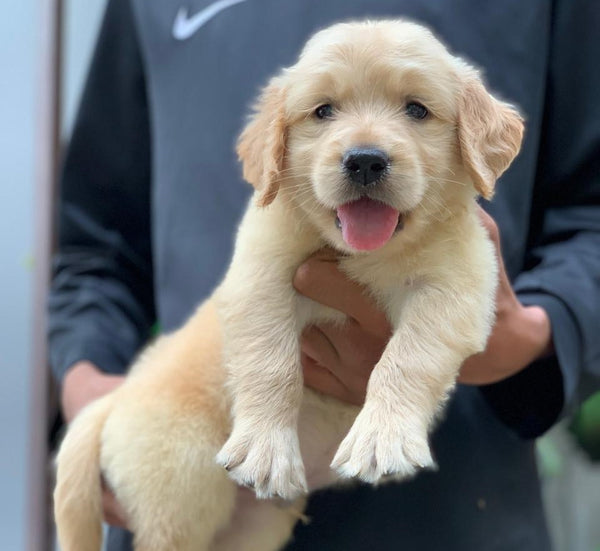 Buy golden retriever puppies available for sale in vizag. 
