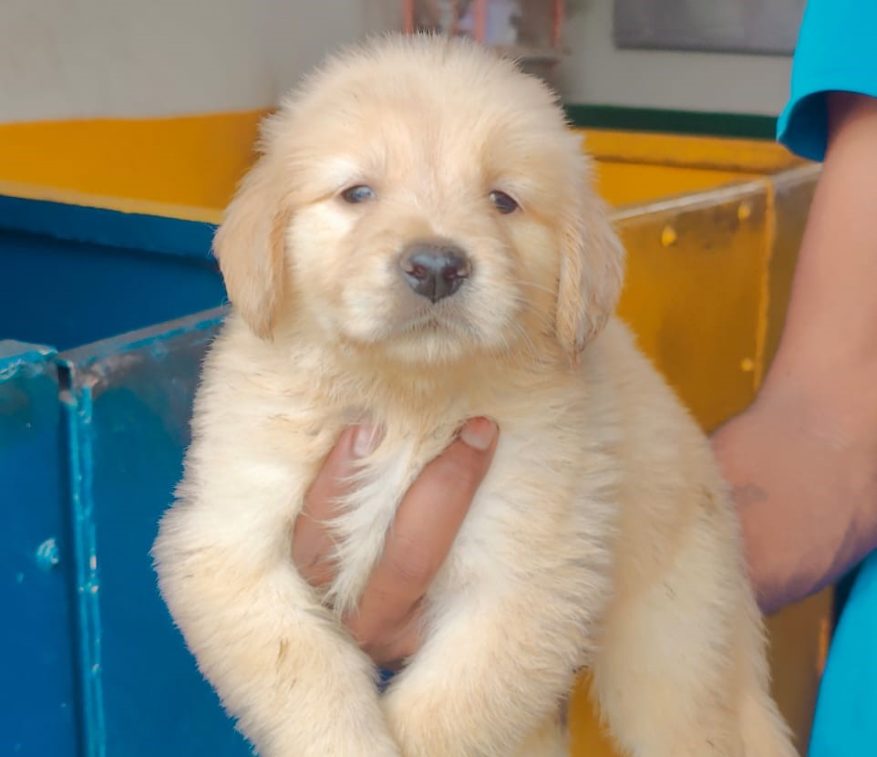 We have male & female golden retriever puppies from vizag.
