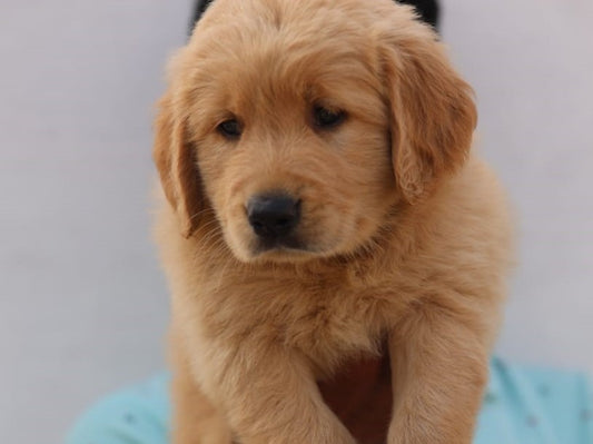 Female Golden Retriever Puppies Available For Sale In Ahmedabad.