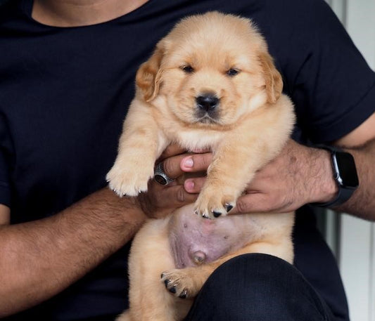 We Have Fawn Colored Golden Retriever Puppies Available For Sale In Ahmedabad.
