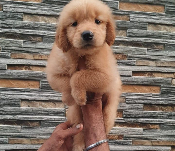 Buy Female Golden Retriever Puppies Available For Sale In Ahmedabad.
