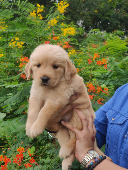 Healthy Golden Retriever Puppies Available For Sale In Bangalore.