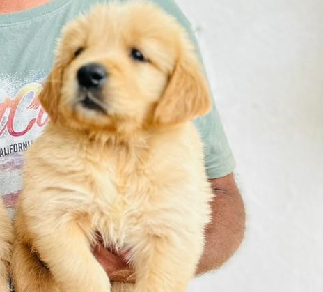 Premium Quality Golden Retriever Puppy Available In Bangalore.
