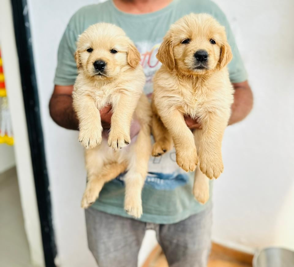 Premium Quality Golden Retriever Puppy Available In Bangalore.