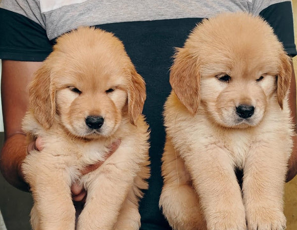 Purchase Healthy Golden Retriever Puppies  Available For Sale In Delhi.
