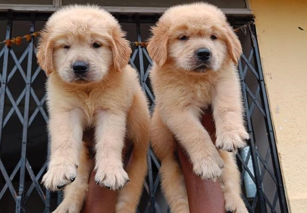 We have Healthy Male & Female Golden Retriever  Puppies Available For Sale In Delhi.

