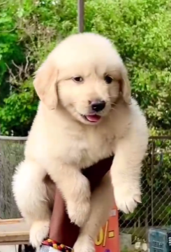 We have Male & Female Golden Retriever Puppies Available For Sale.
