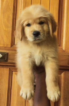 Male Golden Available For Sale At Goa.