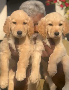 Golden Male & Female Puppy Available At Goa.