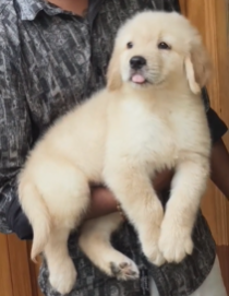 Get Male Golden Retriever Puppy At Goa.