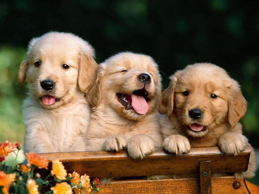 Fluffy, Adorable, Palyful Golden Retriever Puppy