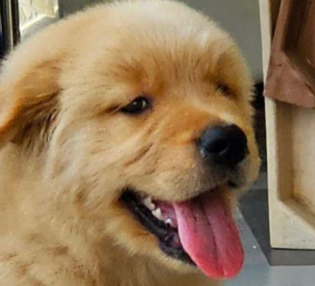 Buy Healthy Golden Retriever Puppy.