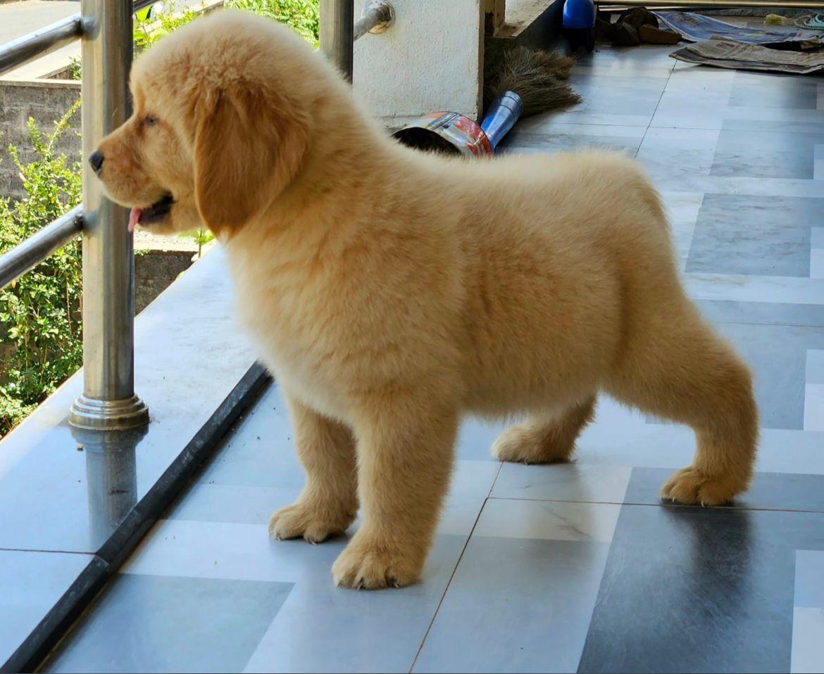 Get KCI Registered Golden Retriever Puppy.