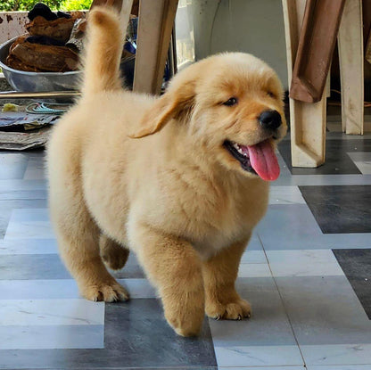 Champion Bloodline Golden Retriever Puppies Available In Pune.