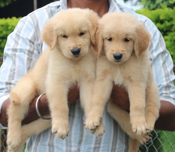 Buy Male Golden Retriever Puppies Available For Sale.