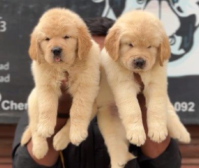 Buy One Male & One Female Golden Retriever Puppies In Pune.