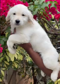 White Golden Retriever Puppy Available In Pune.