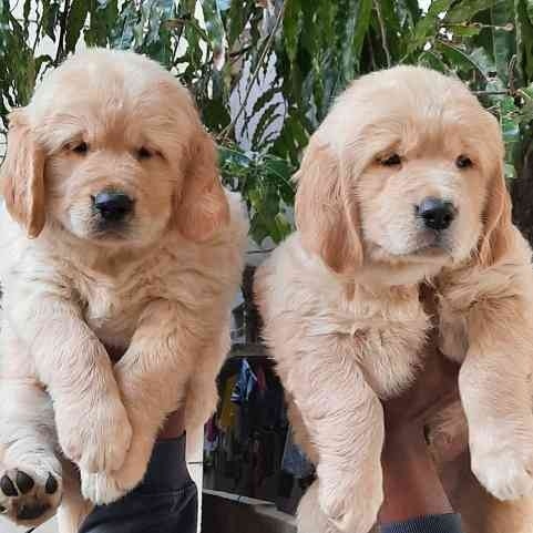 We have male & female golden retriever puppies from hyderabad.
