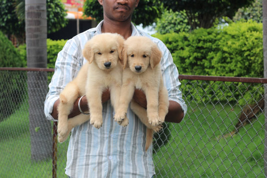Purchase golden retriever puppies from hyderabad.

