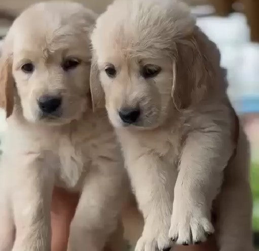 Buy golden retriever puppies available for sale in hyderabad. 
