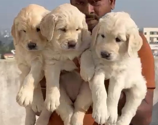 Buy male golden retriever puppies at best quality from hyderabad.
