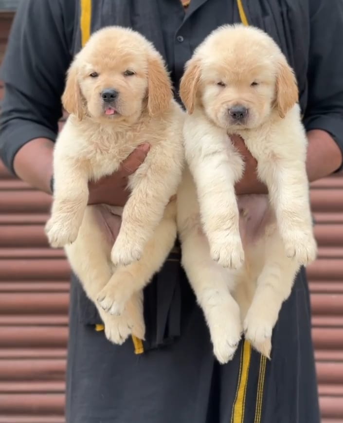 Buy fawn male golden retriever puppies at best quality from jaipur.
