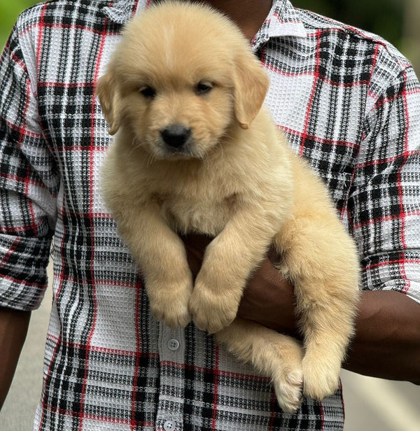 Purchase golden retriever puppies from jaipur.
