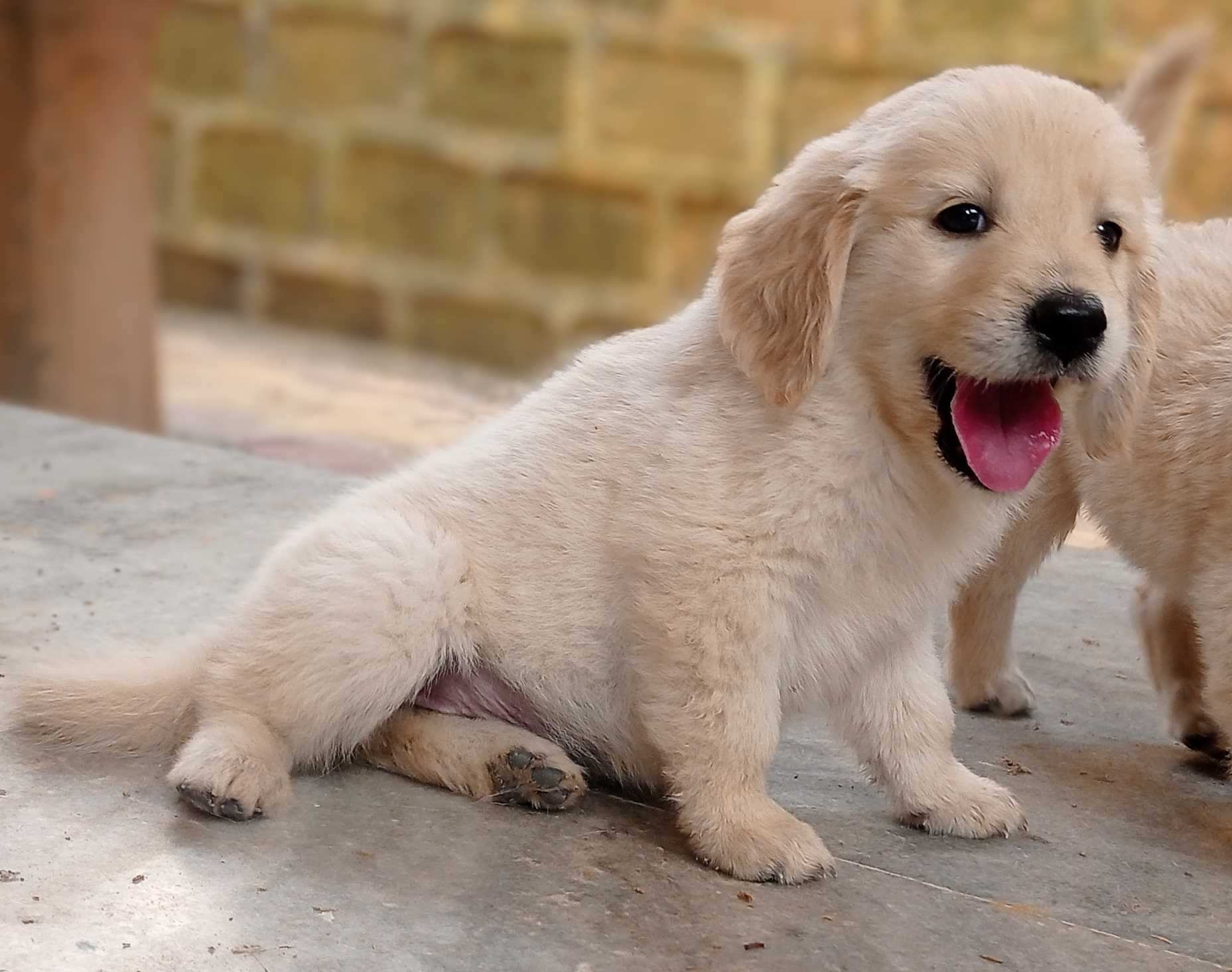 Buy smart golden retriever puppies available for sale in chennai.
