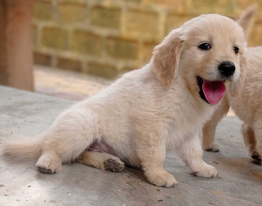 Buy smart golden retriever puppies available for sale in chennai.
