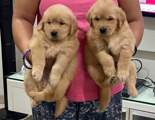 We have male & female golden retriever puppies from jaipur.
