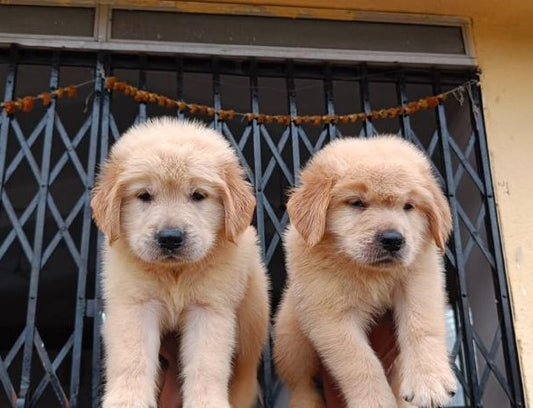 Get patient golden retriever puppies from chennai.
