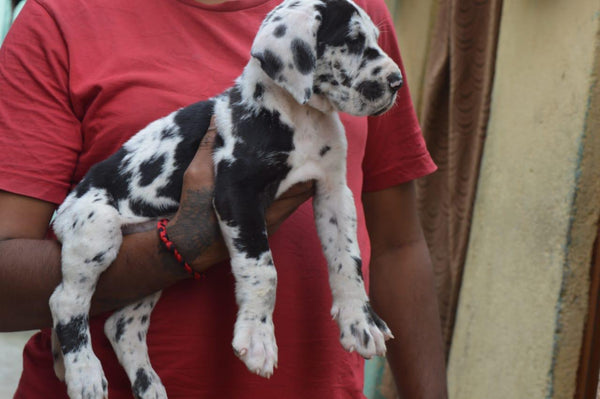 Great dane male & female puppies available for sale in vizag.
